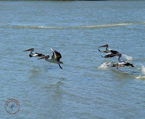 Australian Pelican 9Y185D-051.JPG